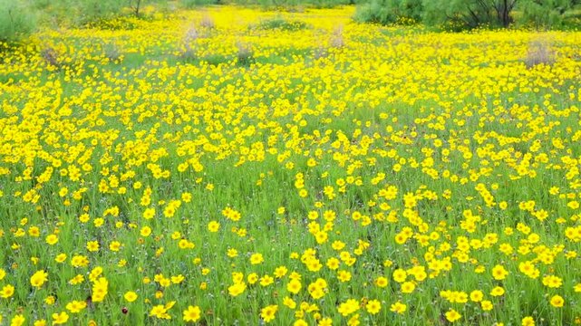 Meadow Filled With a Variety of Colorful WIldflowers Near The Folsom Historical Site, Caprock Canyon State Park, Texas, USA