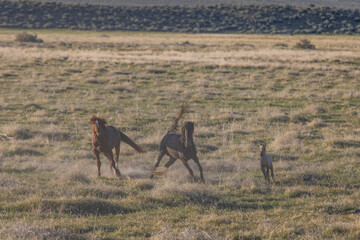 Wild Horses in the Utah Desert in Springtime