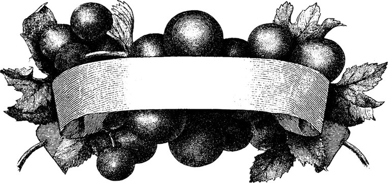 Vintage wine label design with ornate engraving style border for packaging