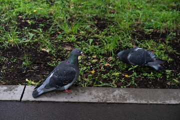 Obraz premium pair of city pigeons foraging beside wet pavement after rain