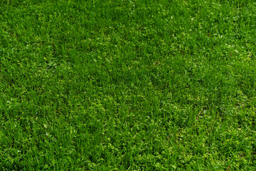 fresh spring lawn with dense mixed grasses