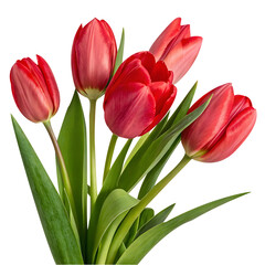 Fototapeta premium Beautiful Red Tulips Against a Black Background