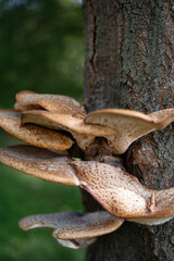 mushrooms on the tree