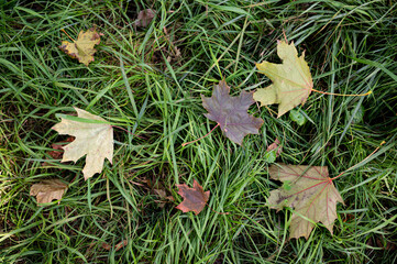 autumn leaves in the grass