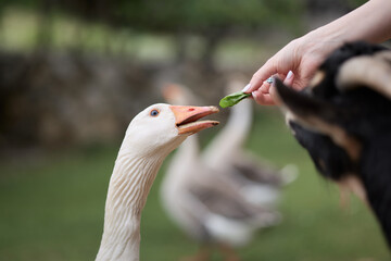 A hand reaches out to feed a white goose from the front. The goose stretches its neck eagerly...
