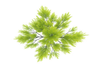 Vibrant green fern plant with delicate, feathery leaves, viewed from above, showcasing its intricate natural pattern. lush foliage creates sense of freshness and tranquility
