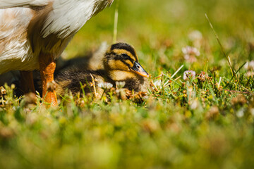 Laufentenbabys, kleine Laufenten, Bauernhoftiere, 