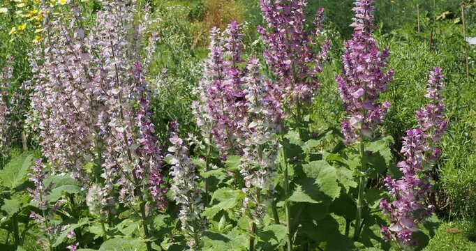 Clumps of Salvia sclarea or clary sages with flowers in papery bracts in shades of pink and white in dense whorls along spikes above large textured, weinkled basal leaves 