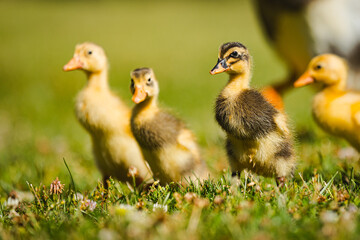  Laufentenbabys, kleine Laufenten, Bauernhoftiere, 