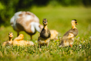 Tiere in der Wiese, Laufentenbabys, kleine Laufenten, Bauernhoftiere, 