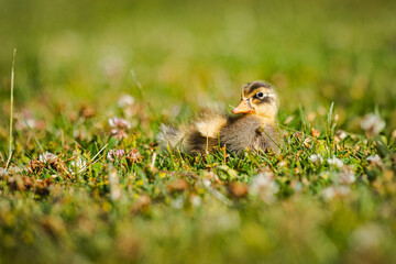 Tiere in der Wiese, Laufentenbabys, kleine Laufenten, Bauernhoftiere, 