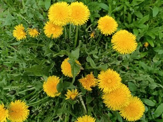 Field of yellow dandelions