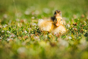 Tiere in der Wiese, Laufentenbabys, kleine Laufenten, Bauernhoftiere, 
