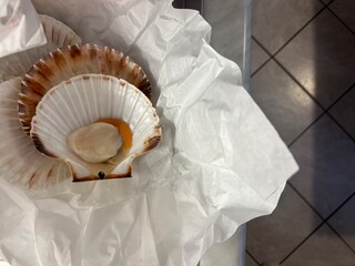 Fresh scallop in shell on white paper background