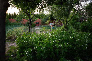 Person tending plants in a lush garden surrounded by greenery