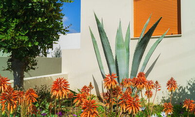 Vibrant desert flora thriving in eco-friendly landscape design for sustainable living