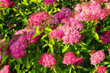 Pink Japanese Spiraea flowers blooming in a lush green environment supporting sustainability efforts