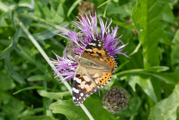 Painted Lady (Vanessa Cardui) Butterfly sitting on a pink scabiosa in Zurich, Switzerland