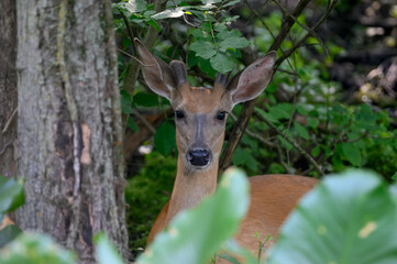 Whitetail Buck in the woods
