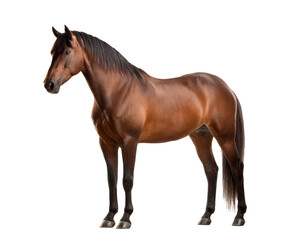 Naklejka premium Majestic brown horse standing tall against a neutral backdrop