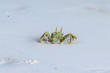 Close-up of a small crab on a sandy beach