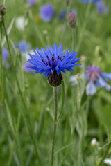 Cornflower flowers growing in the field. Blue wildflower in full bloom on a blurred green background.