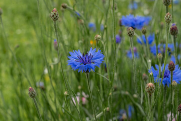 Blue cornflower wildflowers bloomed against a backdrop of blurred grass.