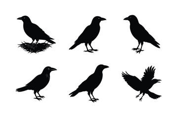 Crow different activities silhouette bundle 