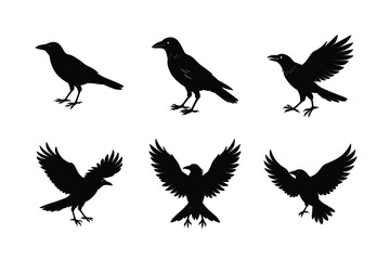 Crow different activities silhouette bundle 