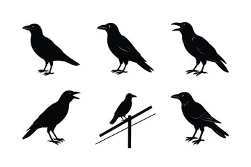 Crow different activities silhouette bundle 