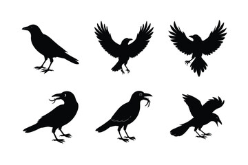Crow different activities silhouette bundle 