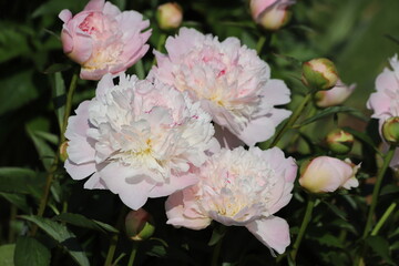 Paeonia lactiflora. White peonies flower bloom in garden.