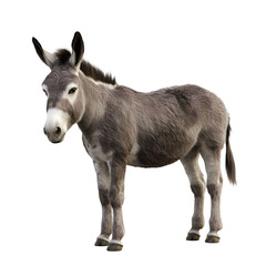 Obraz premium donkey.PNG