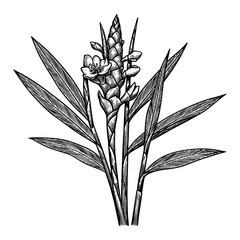 Detailed Ginger Plant Black and White Outline Line Art Drawing with Leaves Flower and Bud Vintage Style