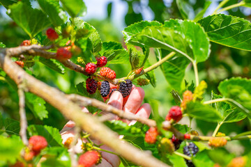 hand picking ripe berries from mulberry tree branch, close-up