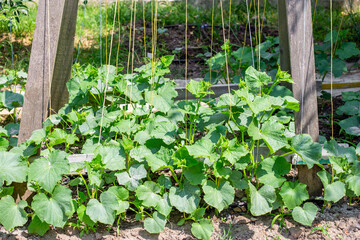 cucumber plants twine along the threads on the trellis. Growing cucumbers in the garden
