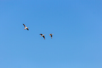 geese in flight