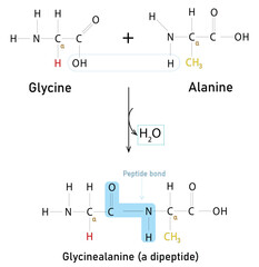 Peptide Bond Formation Between Glycine and Alanine Producing Dipeptide Glycylalanine and Water. It is Dehydration Synthesis Reaction, Infographic Vector Illustration
