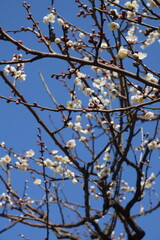 blooming cherry tree