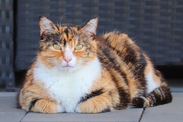 bunt gefärbte Glückskatze