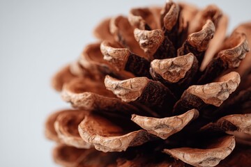Christmas pine cone detail on bright backdrop for holiday decorations and seasonal festivities