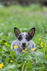 australian cattle dog puppy