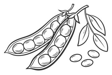 Edamame Beans Illustration Isolated on White