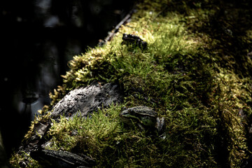 Frösche auf Moosbedecktem Baumstamm