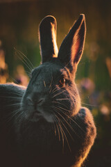 Kaninchen im Sonnenuntergang	