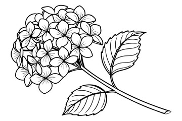 Pink Hydrangea Flower Isolated on White Background