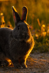 Kaninchen im Sonnenuntergang	