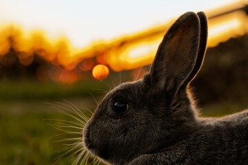 Kaninchen im Sonnenuntergang	