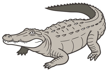 Cartoon Crocodile Drawing Isolated on White