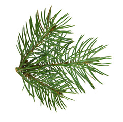 Fototapeta premium fir tree branches isolated on transparent, png. Branch tree, fir evergreen twig to xmas holiday